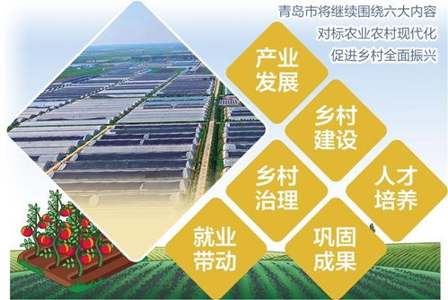 西紅柿變身鄉(xiāng)村致富果 青島平度以工業(yè)思維點(diǎn)亮特色農(nóng)業(yè)新路徑